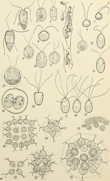 Image of Eudorina
