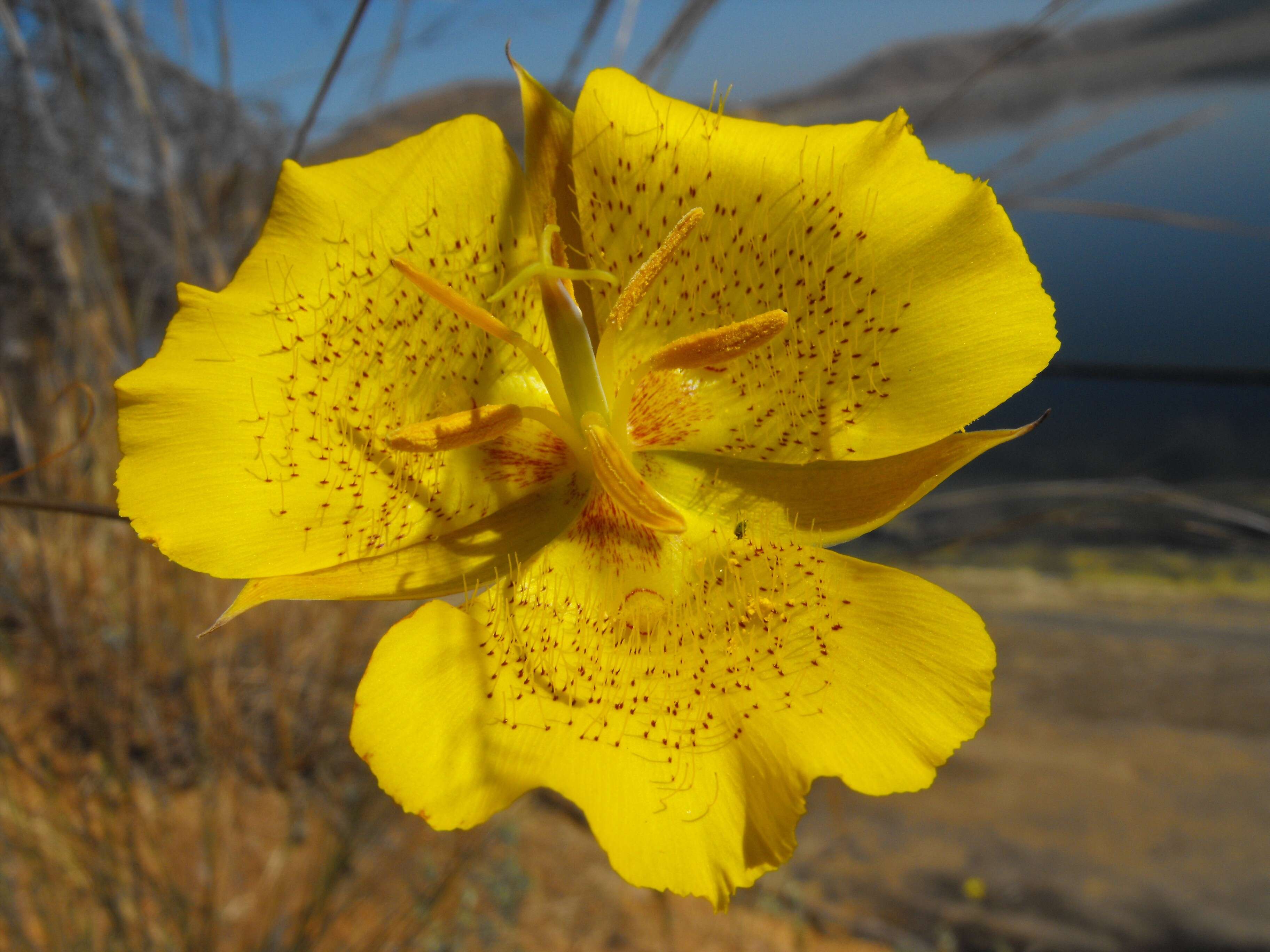 Слика од Calochortus