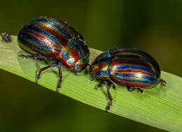 Image of Chrysolina cerealis (Linnaeus 1767)