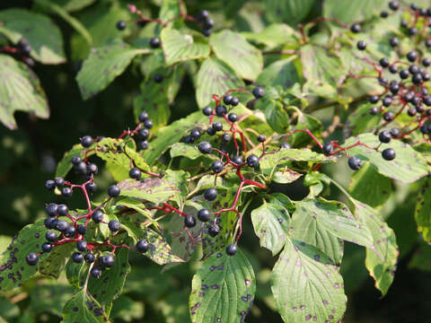 Image of alternateleaf dogwood