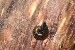 Image of Black Gloss Snail