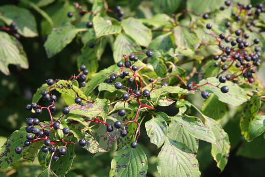 Image of alternateleaf dogwood