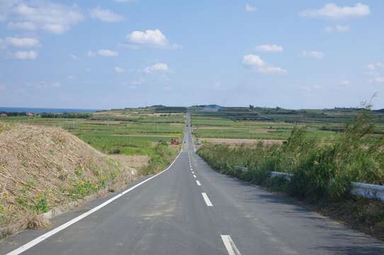 Image of sugarcane