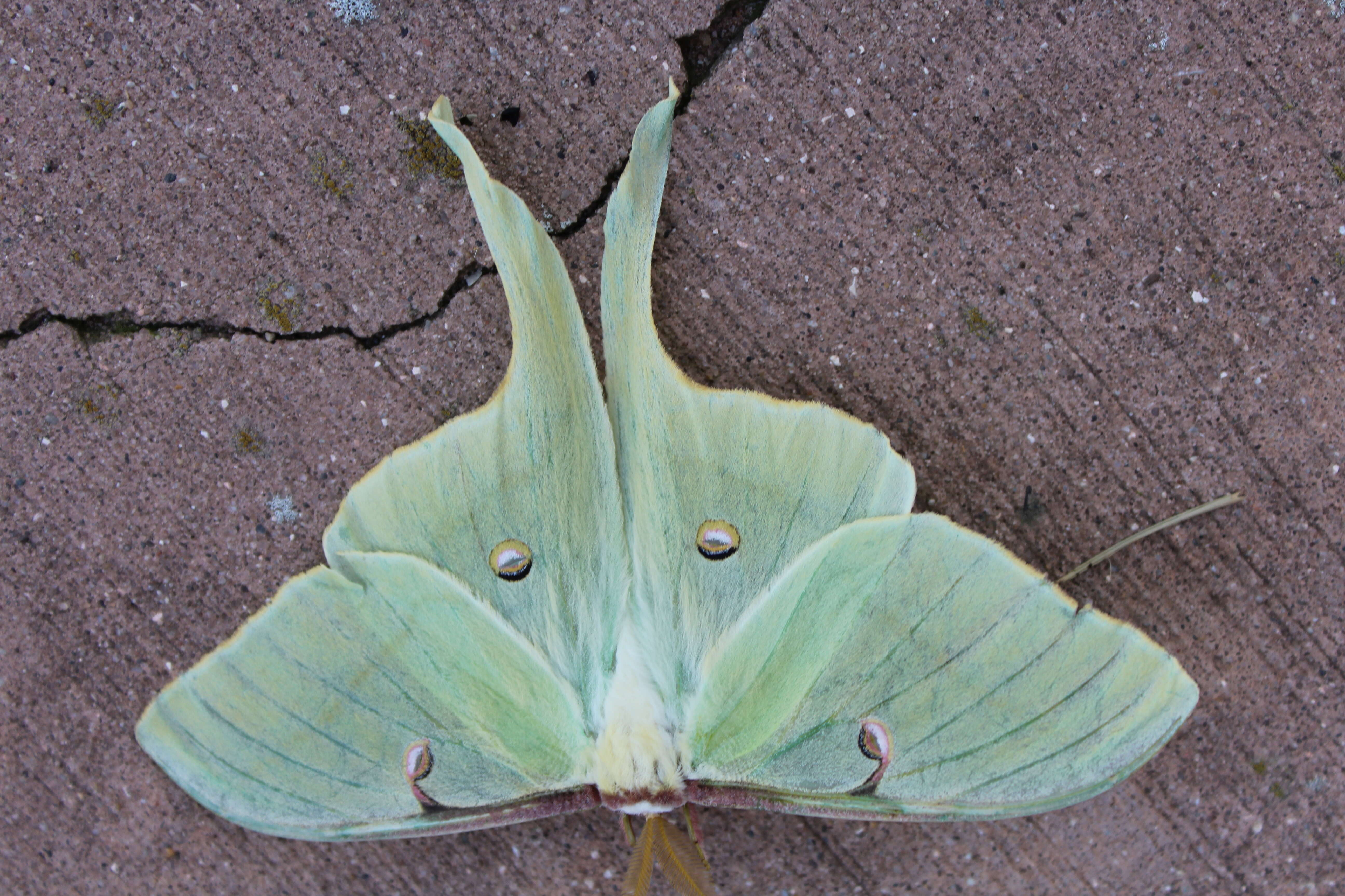 Image of Luna Moth