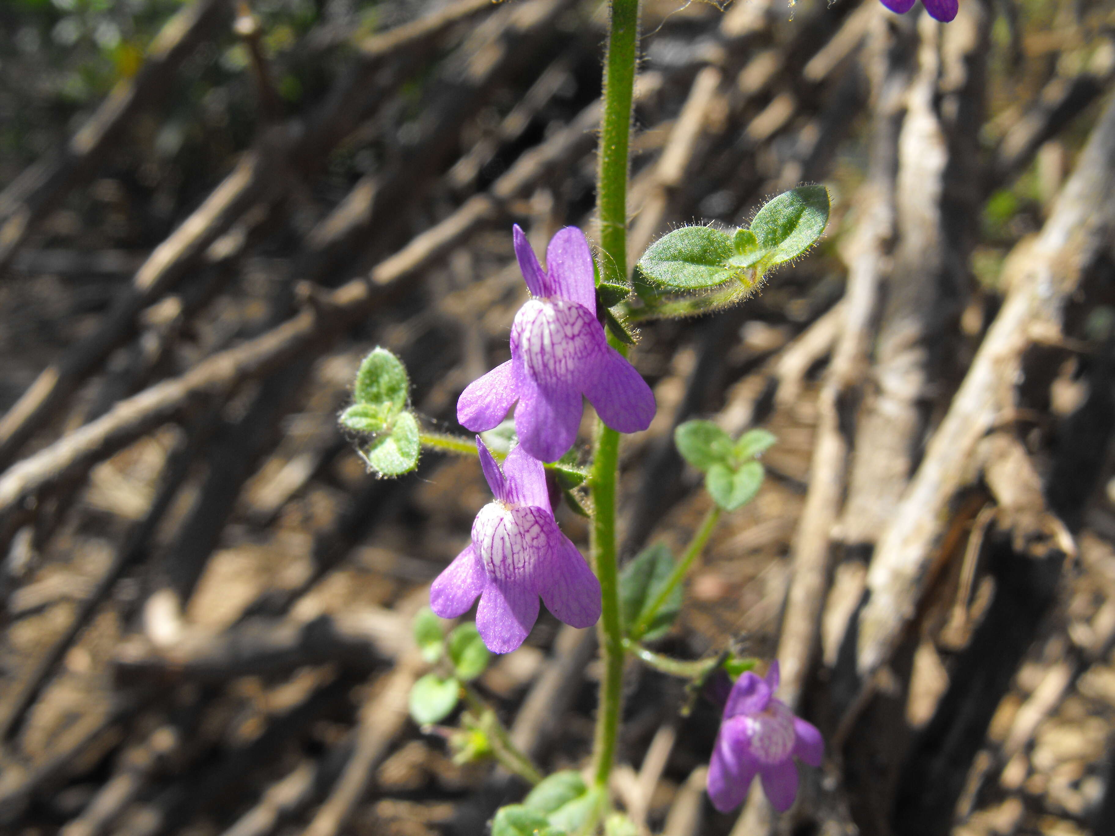 Image of violet snapdragon