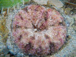 Image of brown-striped sand anemone