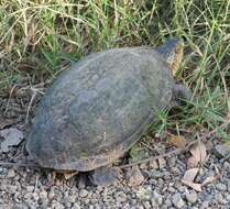 Image of Mexican Mud Turtle