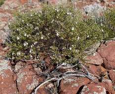 Imagem de Prostanthera striatiflora F. Muell.