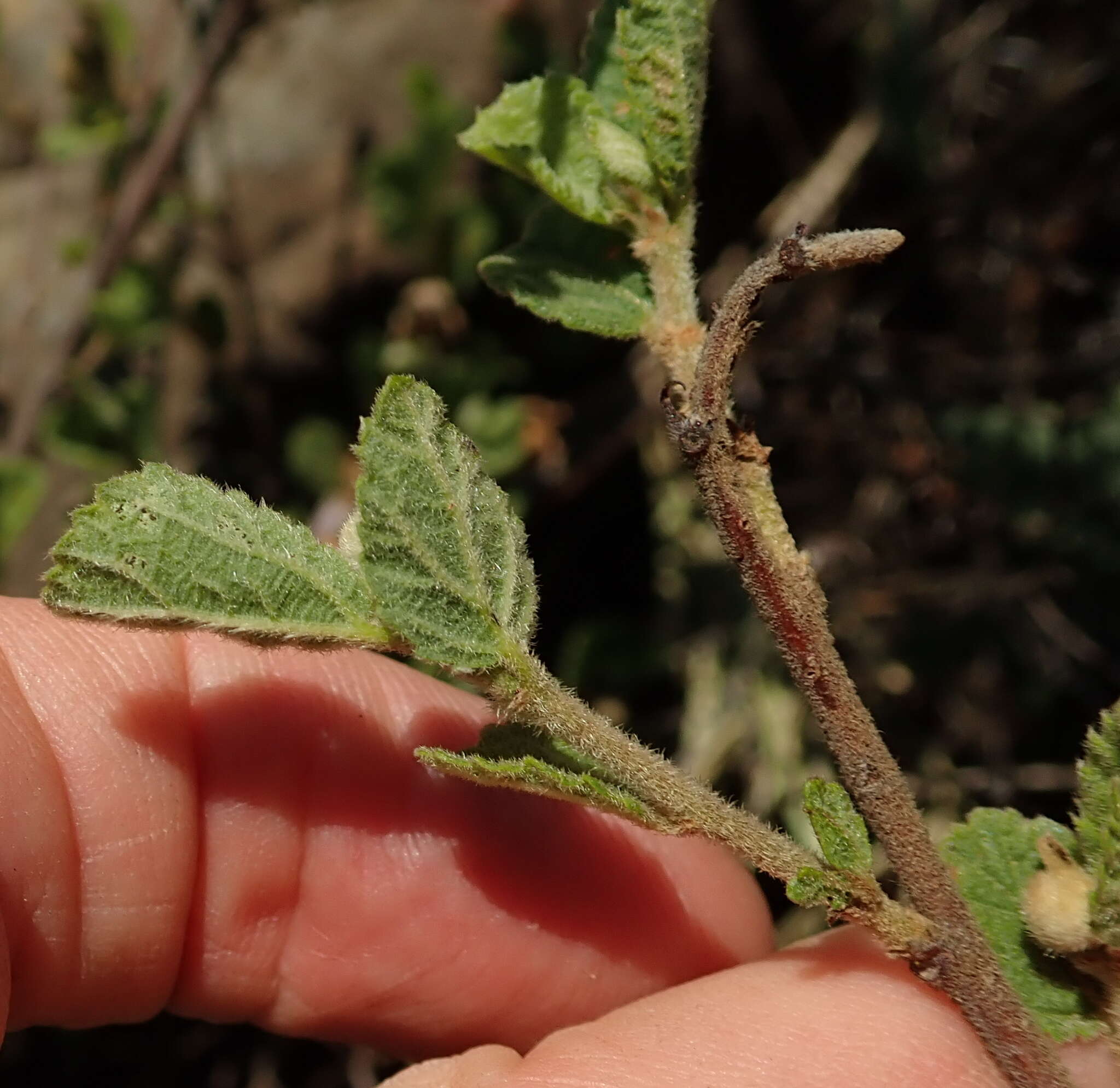 Image de Grewia hispida Harv.