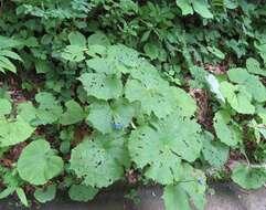 Image de Diphylleia grayi F. Schmidt