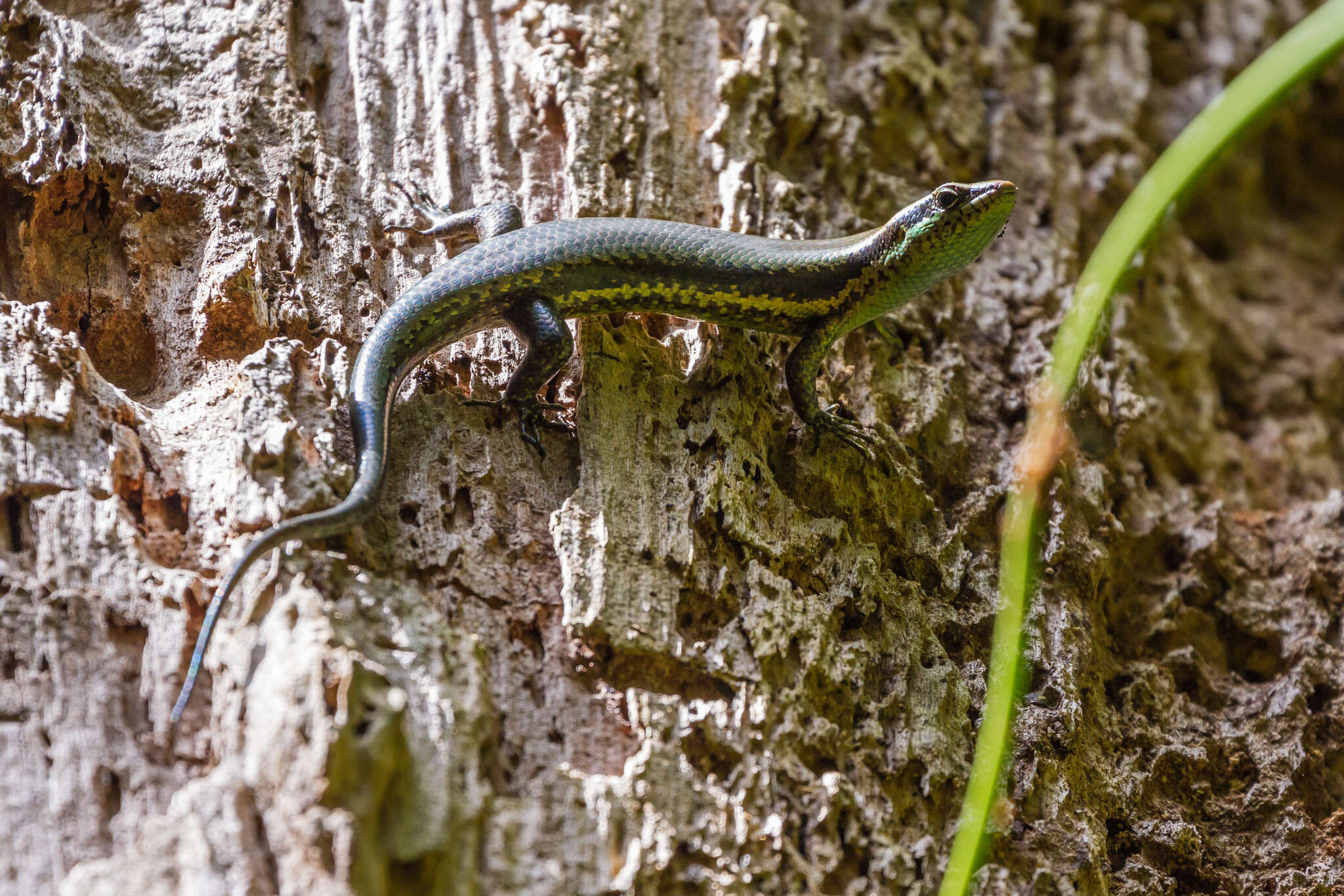 Image of Copeoglossum