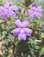 Image of Glandularia bipinnatifida var. latilobata (L. M. Perry) B. L. Turner