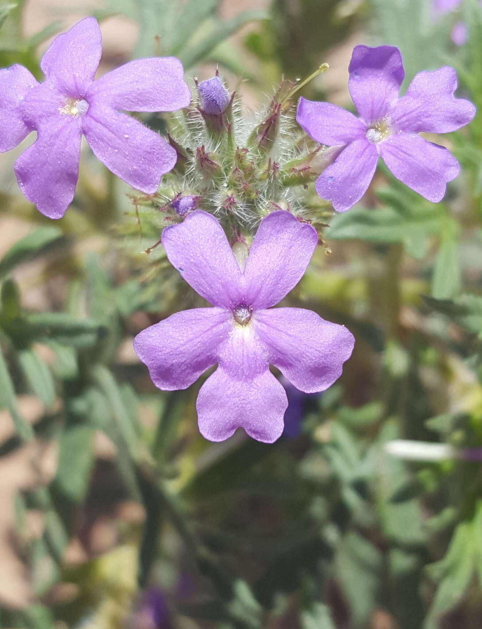 Image of Glandularia bipinnatifida var. latilobata (L. M. Perry) B. L. Turner