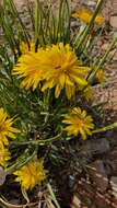 Image of Pseudopodospermum semicanum (DC.) Zaika, Sukhor. & N. Kilian