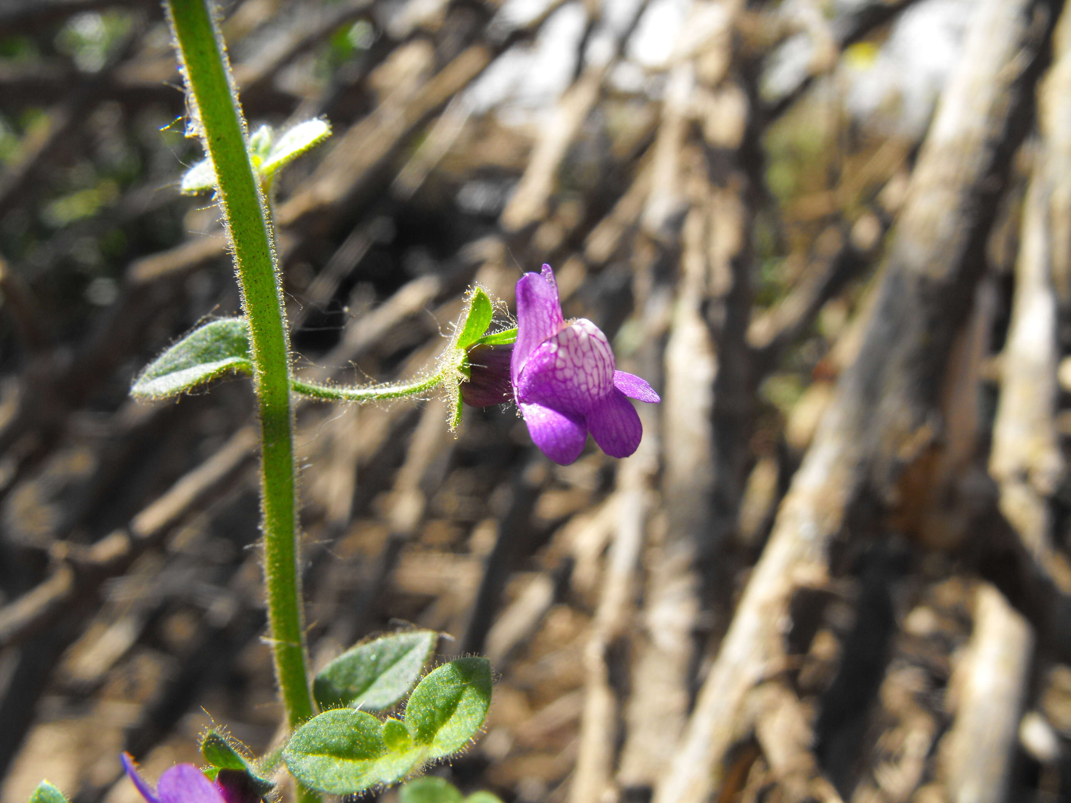 Image of violet snapdragon