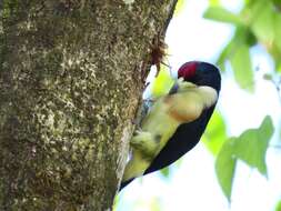 Image of White-mantled Barbet