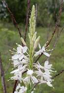 Image of false gaura