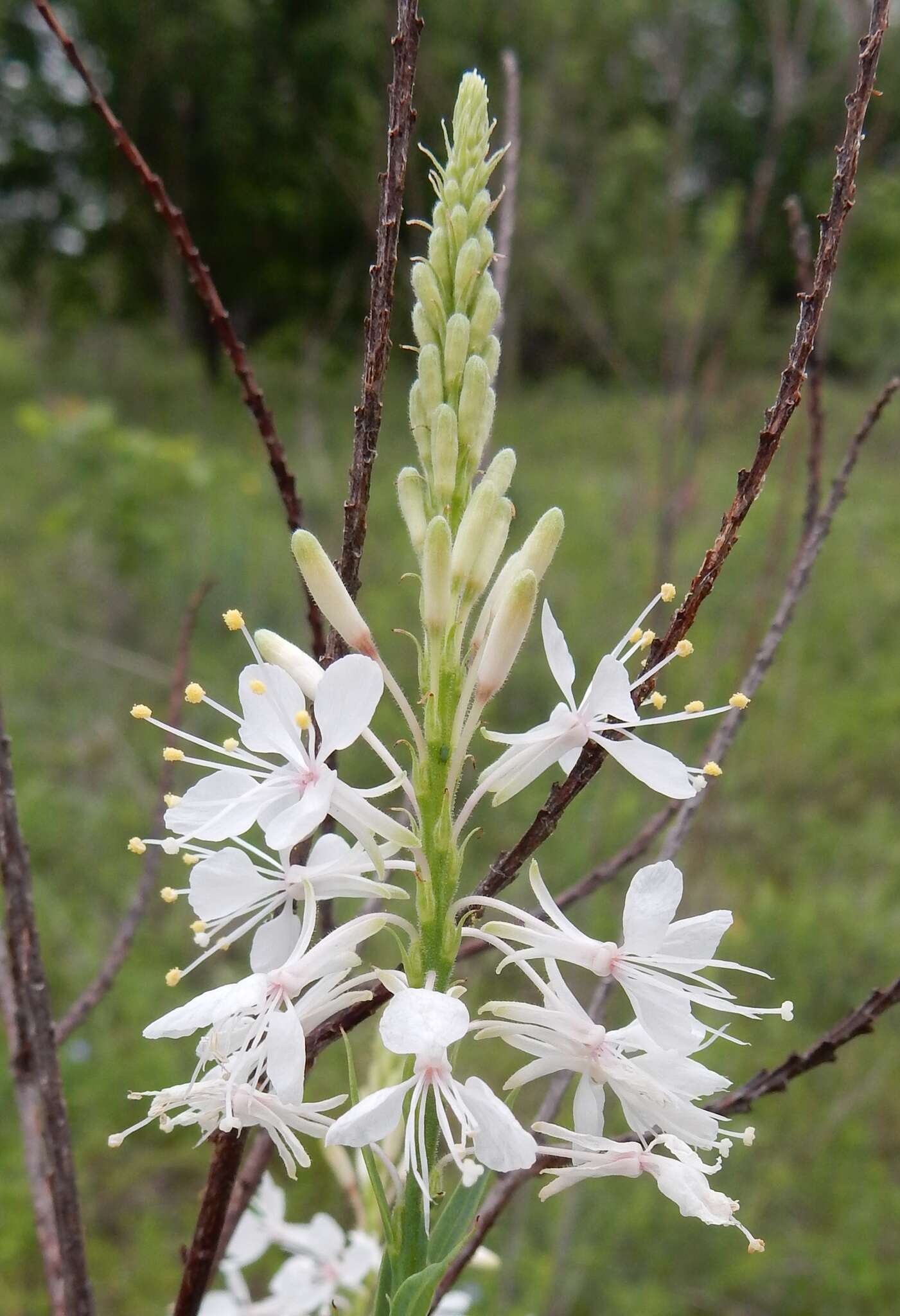 Image of false gaura