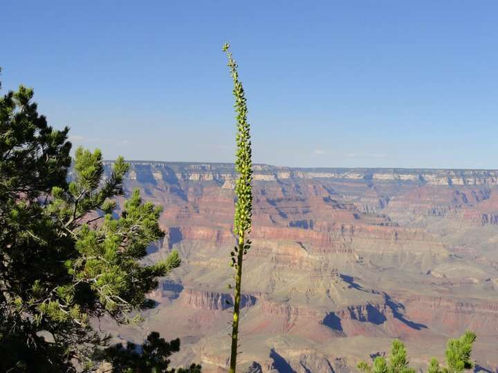 Слика од Agave utahensis subsp. kaibabensis (McKelvey) Gentry