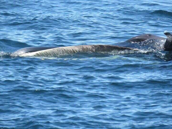 Image of Coalfish Whale