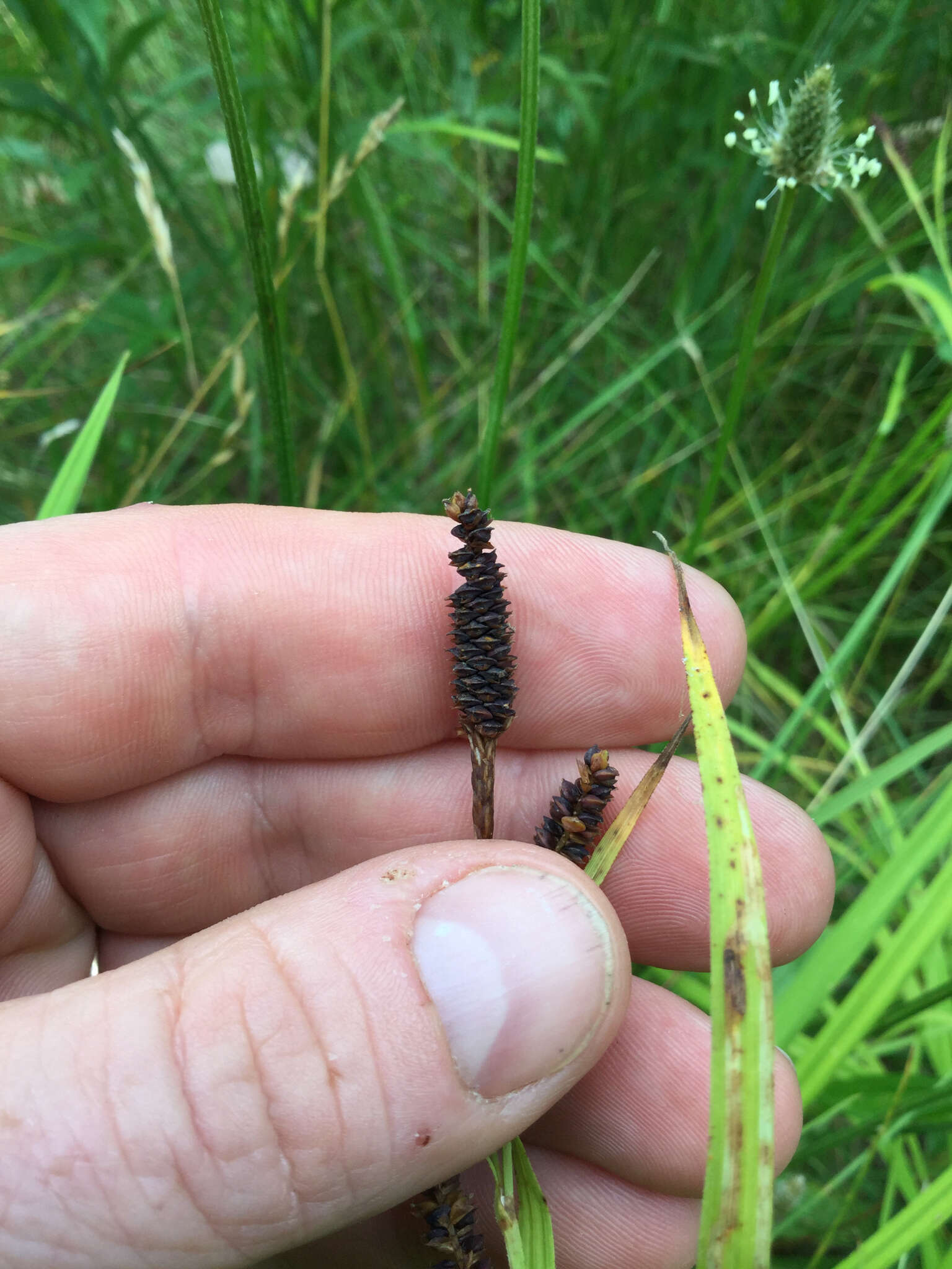 Image of Short's Sedge