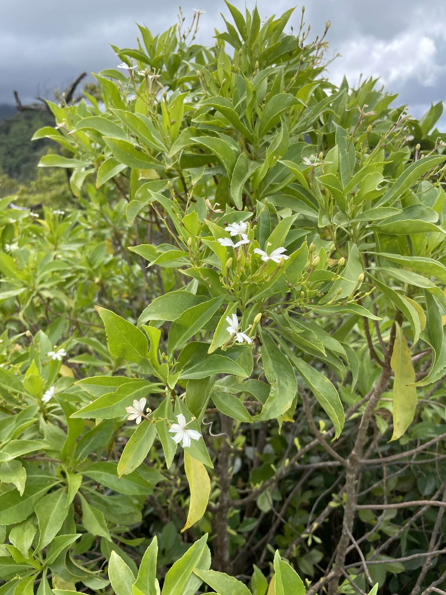 Image of mountain naupaka