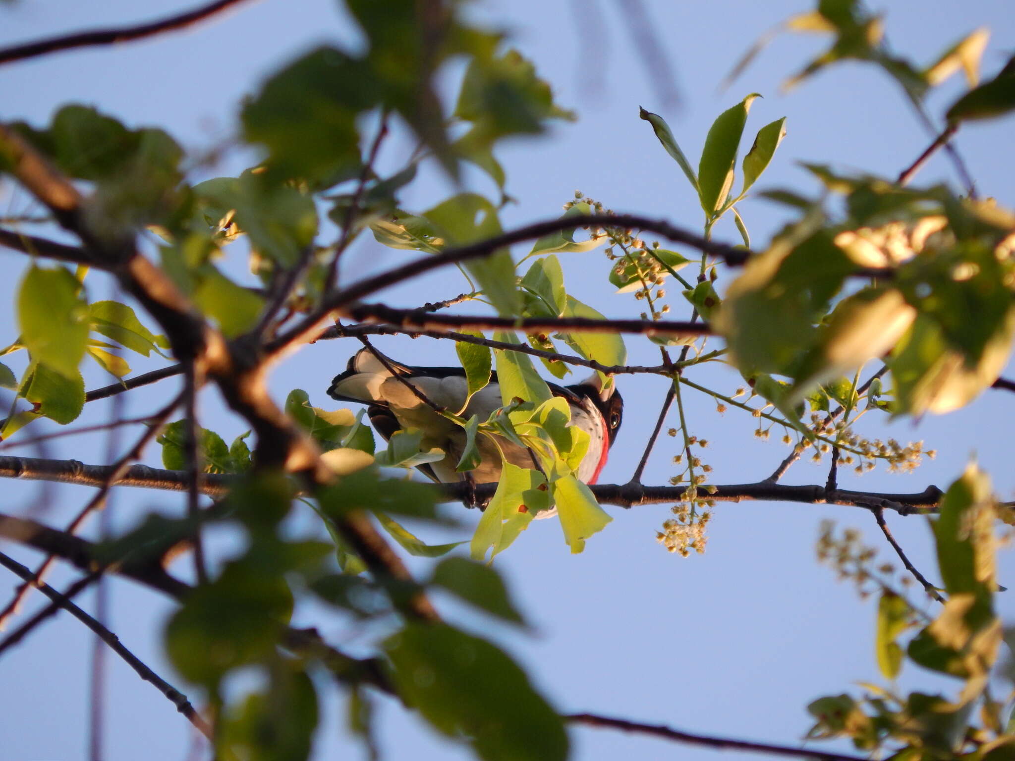 Image of Rose-breasted Grosbeak