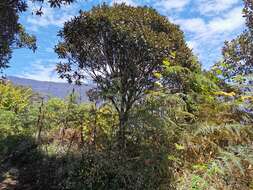 Image of Dombeya punctata Cav.