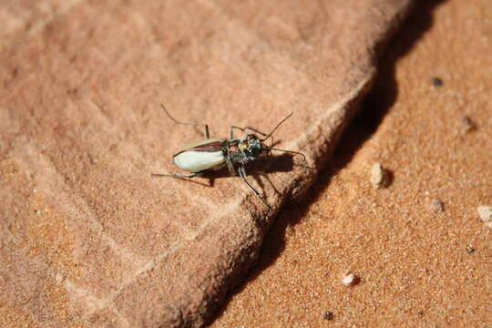 Image of Coral Pink Sand Dunes Tiger Beetle