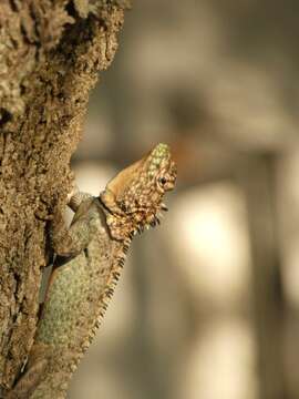 Image de Tropidurus spinulosus (Cope 1862)