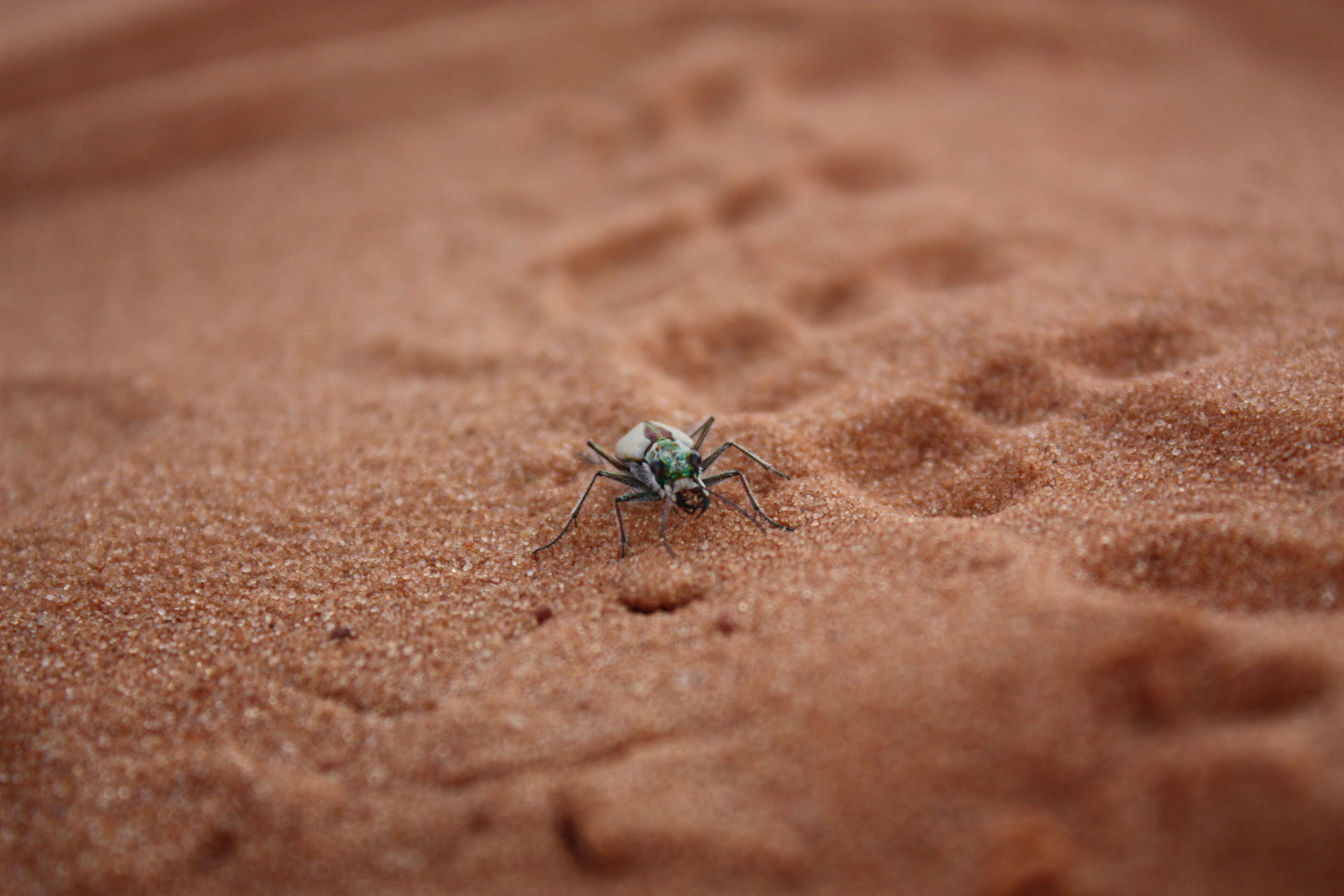 Image de Cicindela (Cicindela) albissima Rumpp 1962