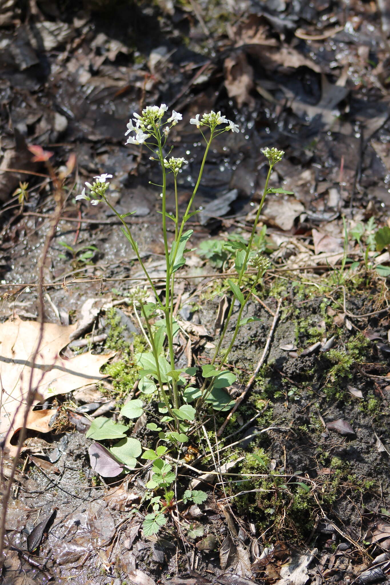 Image of bulbous bittercress