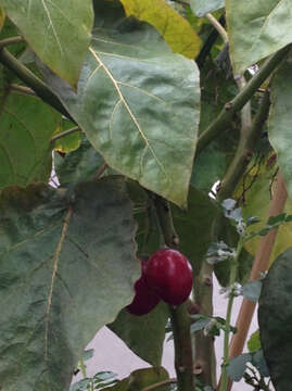 Image of Tamarillo