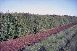 Image de Syringa villosa Vahl