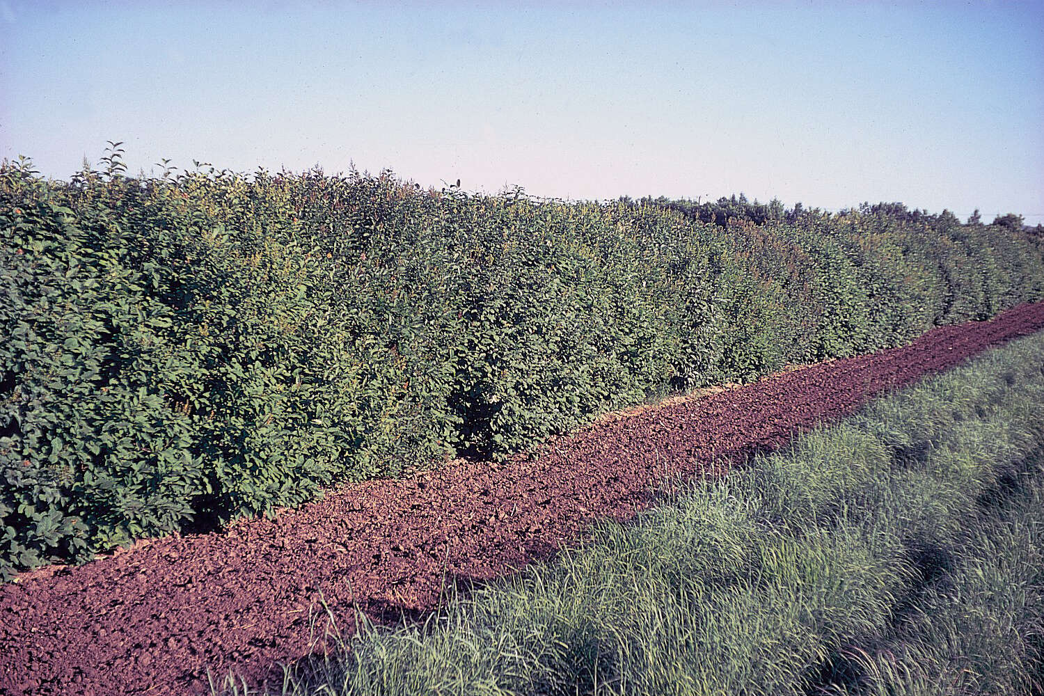 Image de Syringa villosa Vahl