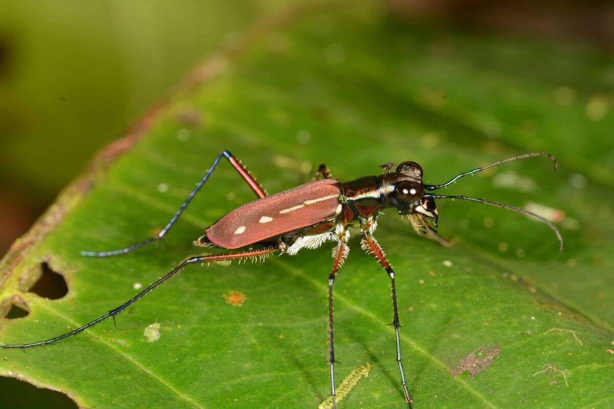 Plancia ëd Cicindela (Calochroa) lacrymans Schaum 1863