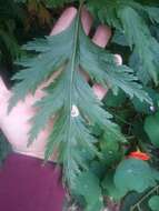 Image of Madiera cranesbill