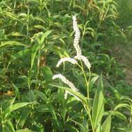 Image de Persicaria attenuata (R. Br.) Sojak