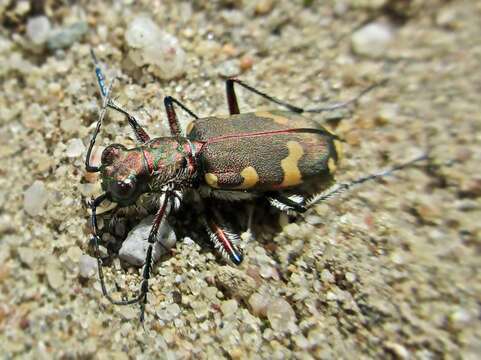 Image of Northern dune tiger beetle