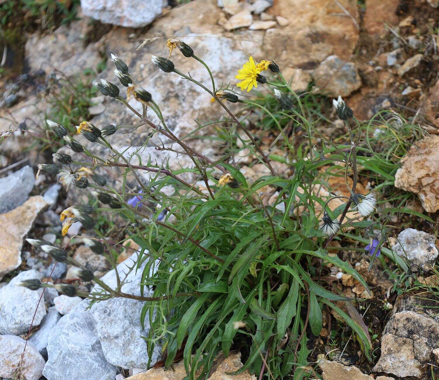 صورة Crepis jacquinii subsp. jacquinii