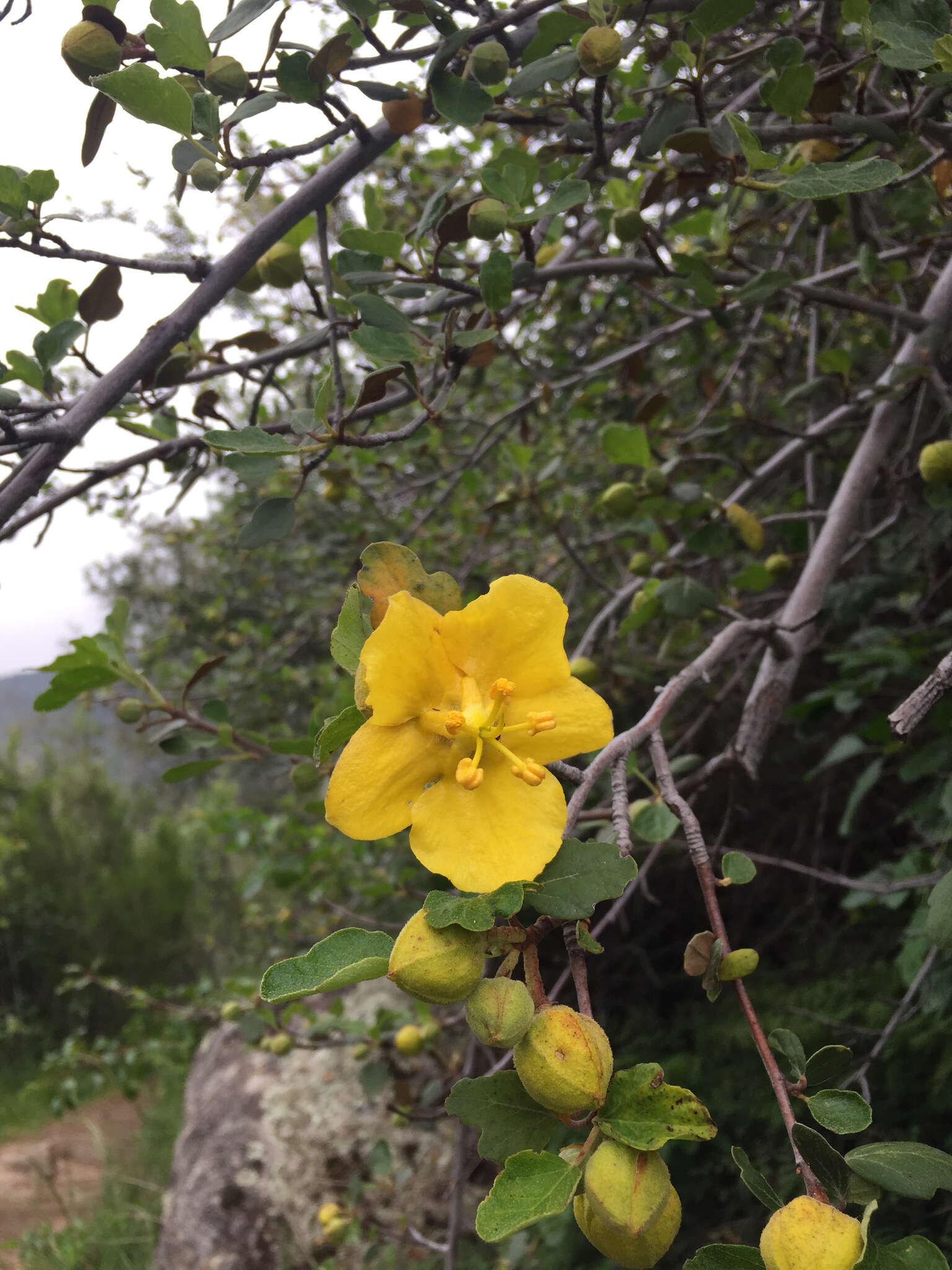 Sivun Fremontodendron californicum (Torr.) Coult. kuva