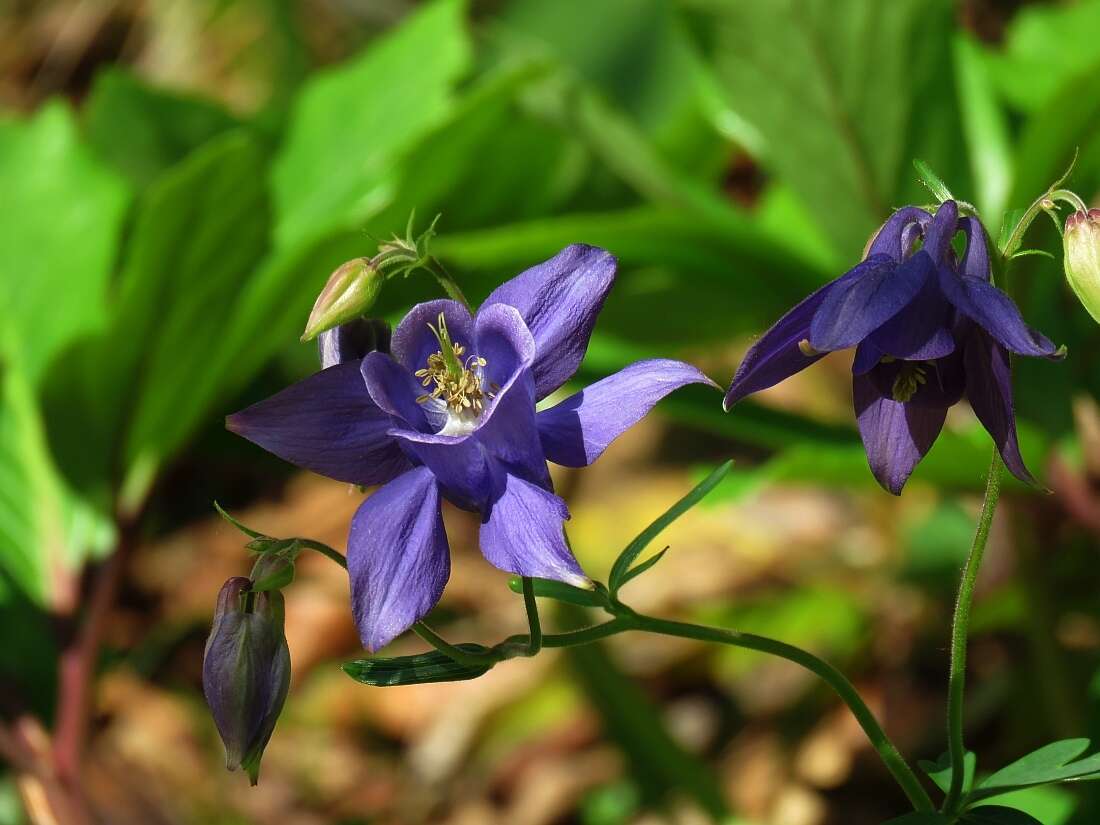 Слика од Aquilegia nigricans Baumg.