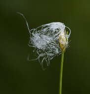 Trichophorum alpinum (L.) Pers. resmi