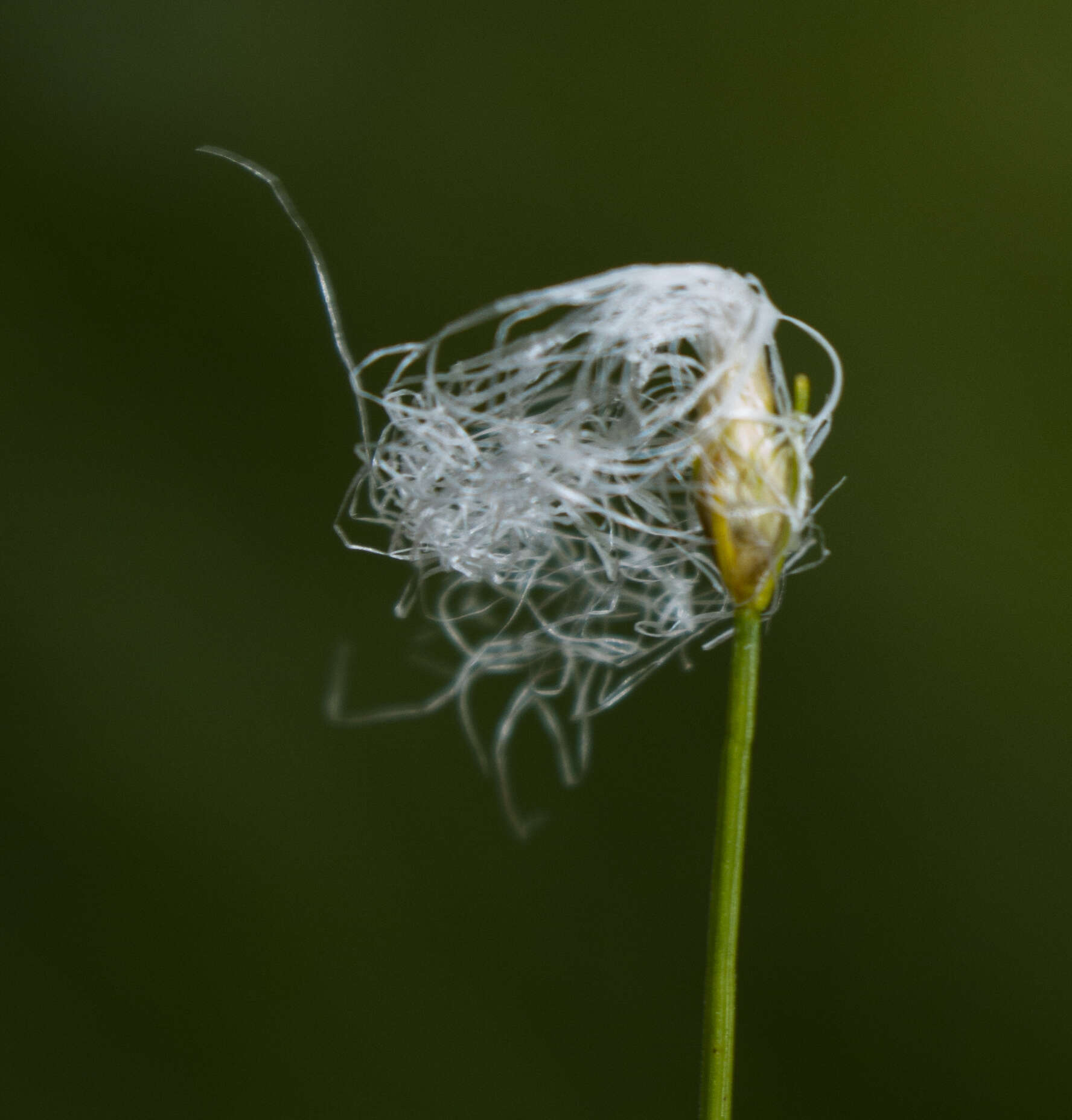 Image of alpine bulrush