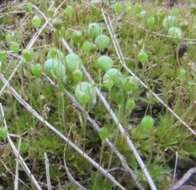 Image of physcomitrium moss