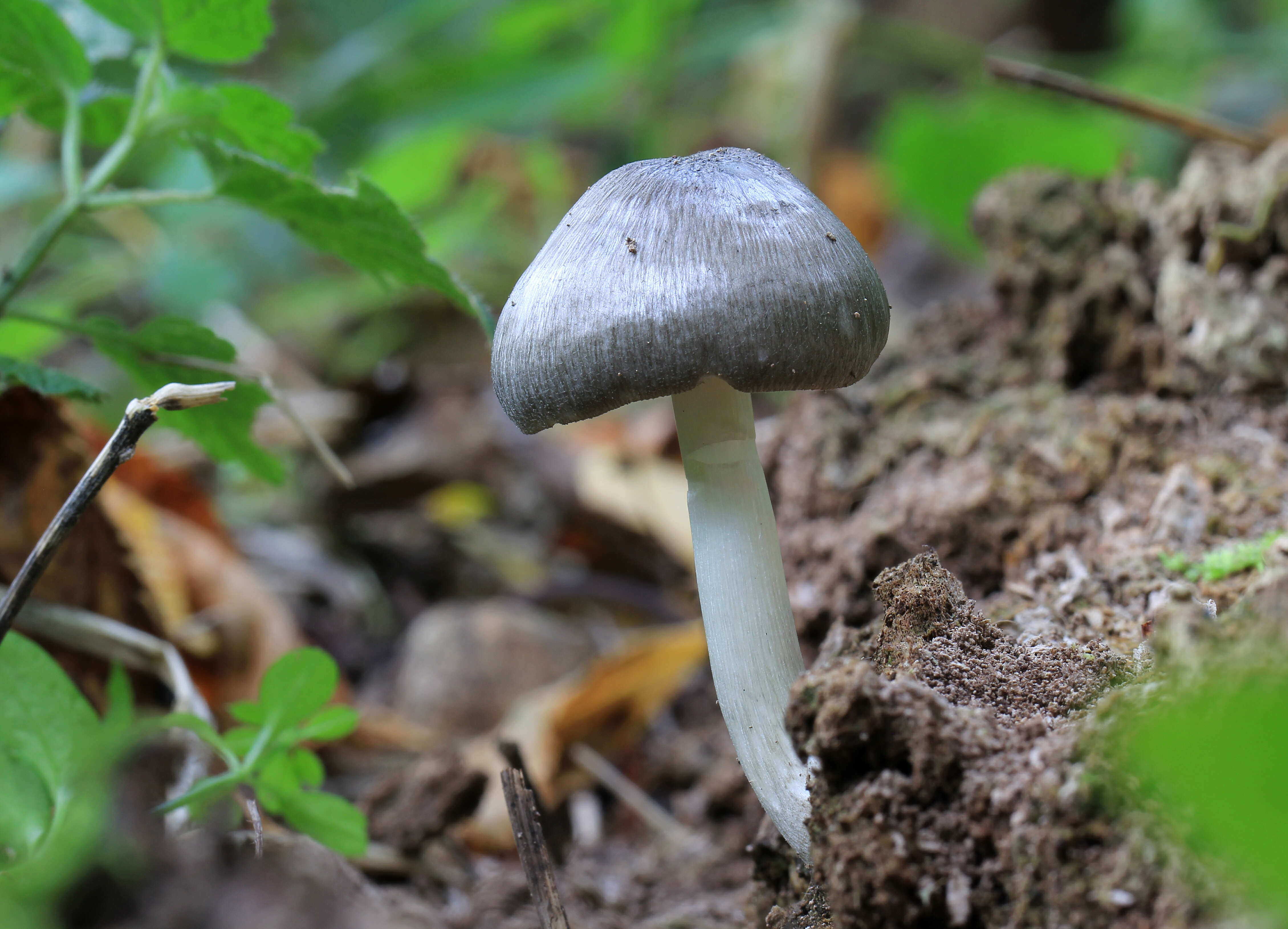 Pluteus salicinus (Pers.) P. Kumm. 1871 resmi