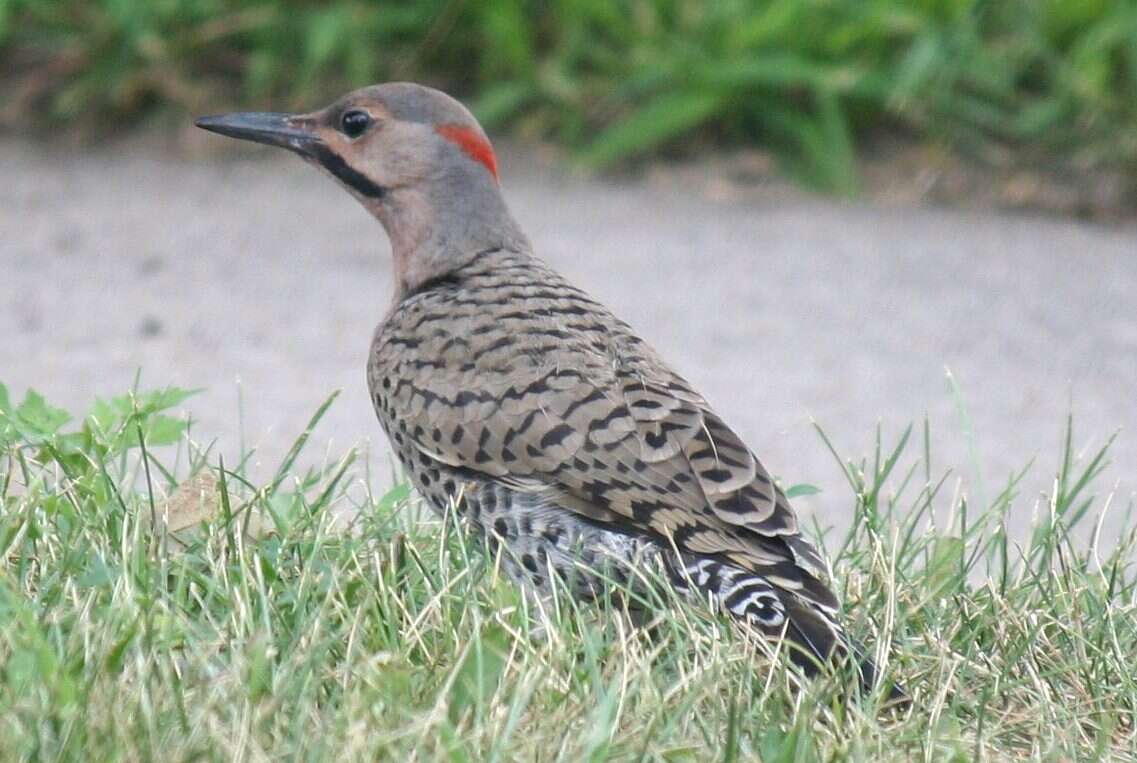 Image of Northern Flicker