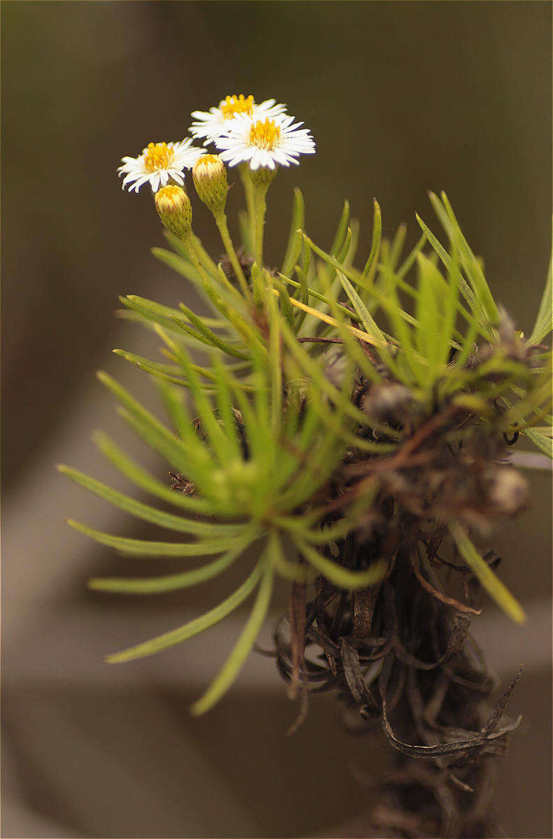 Image of Thin-leafed Darwin's Shrub