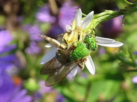 صورة Agapostemon sericeus (Förster 1771)