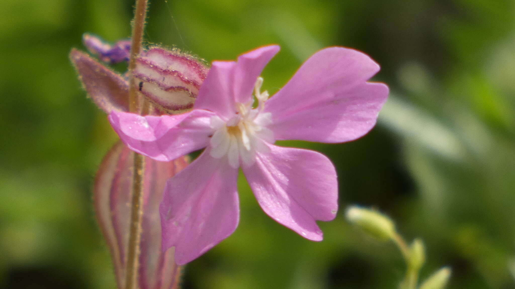 Imagem de Silene psammitis Spreng.